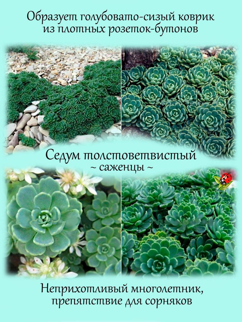 Седум Толстоветвистый очиток почвопокровный