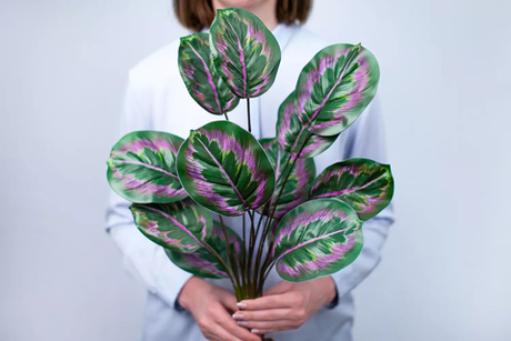 Калатея Литл принцесс куст из 12 листьев с корнями