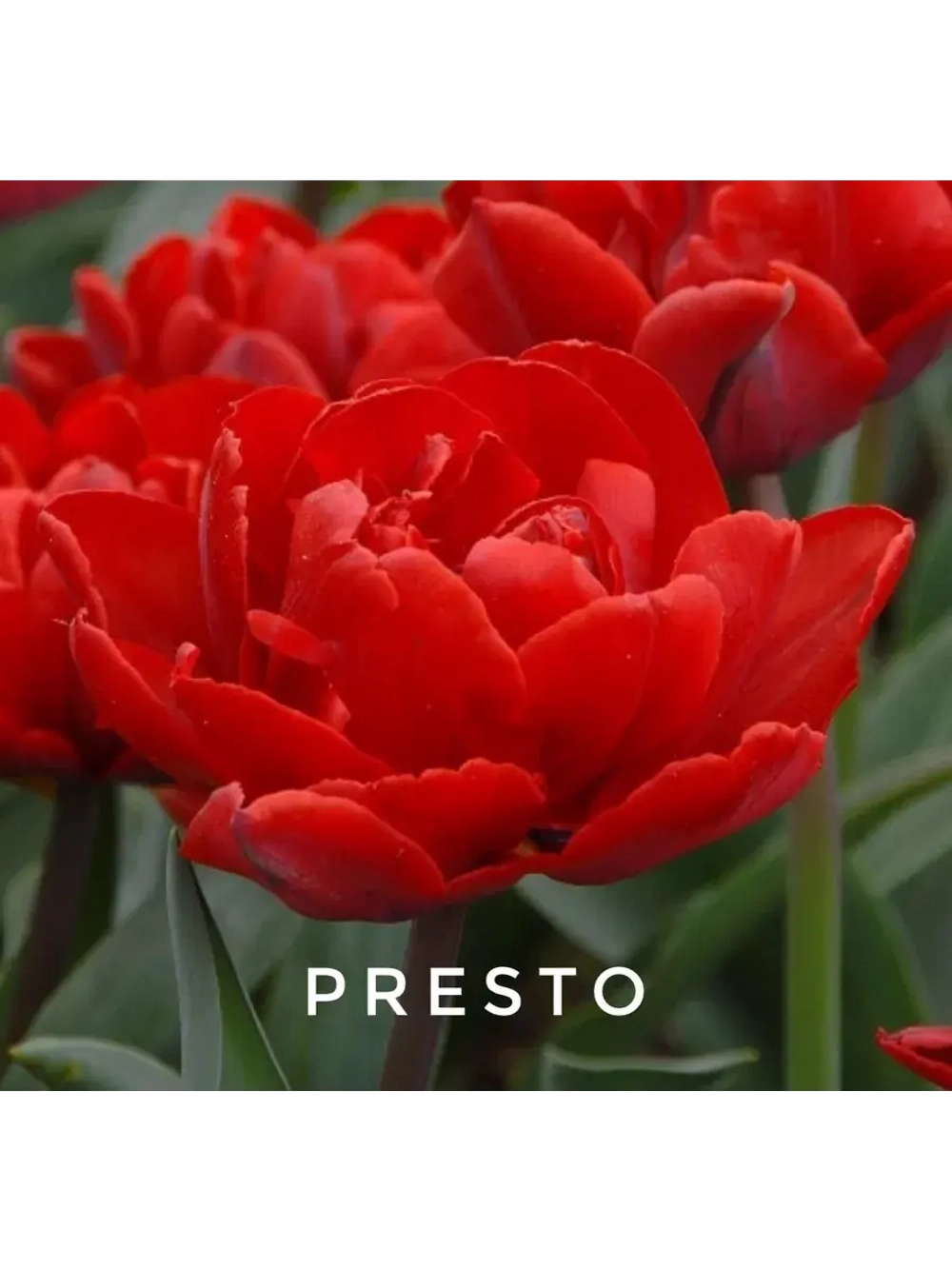 Луковицы тюльпанов пионовидные сорт PRESTO (4 штуки)