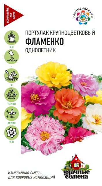 Цикорий, спаржа