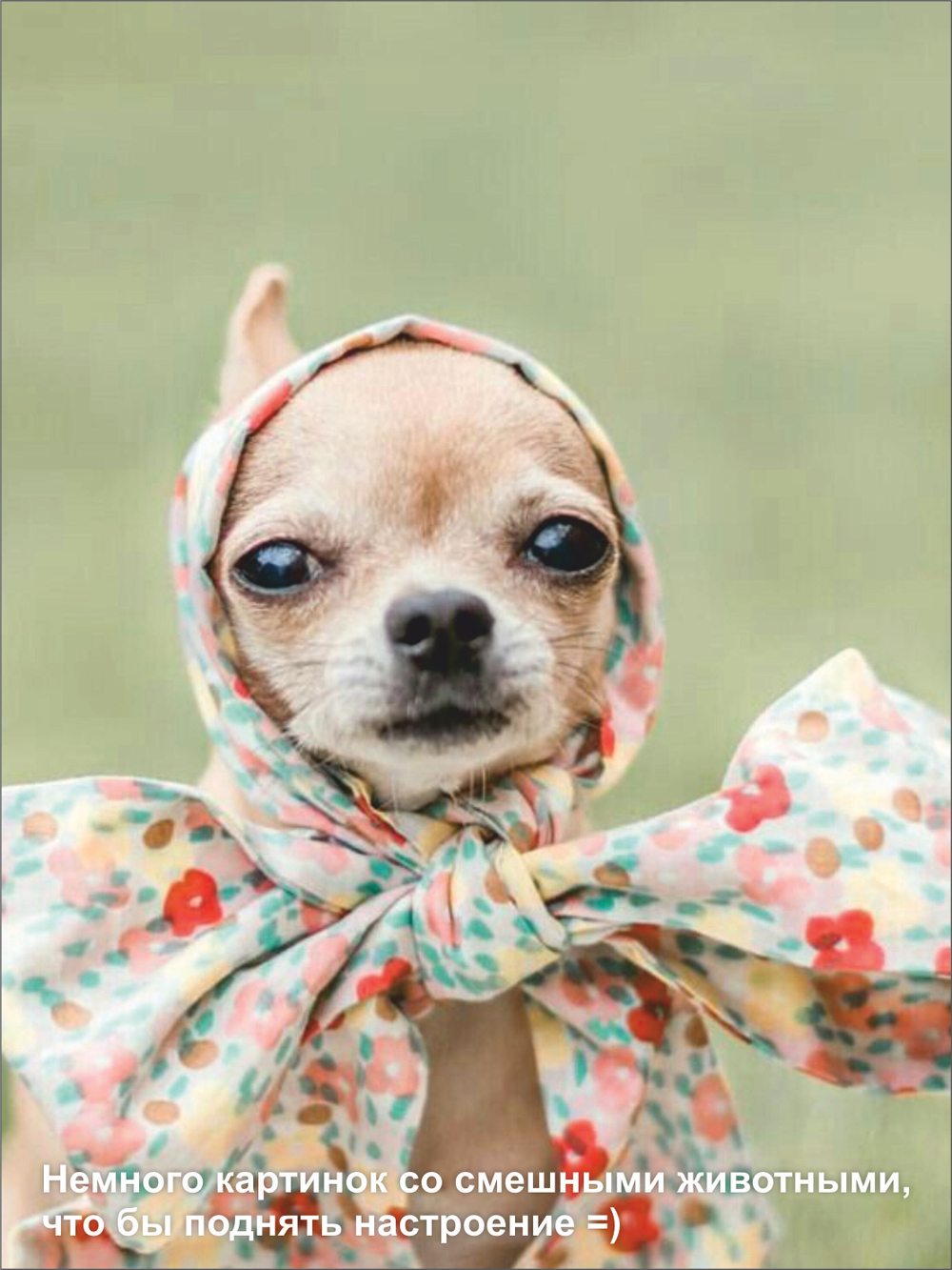 Гроб для собаки