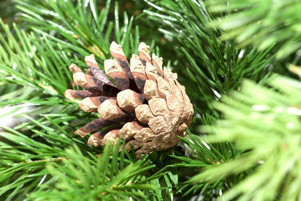 Ель искусственная «Камчатская с шишками» (Литая хвоя) 270 см / 2,7 м