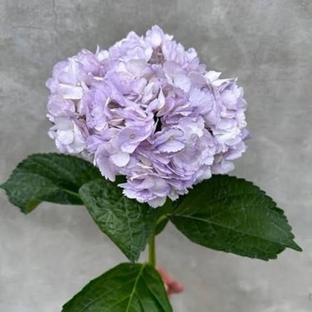 Гортензия лавандовая