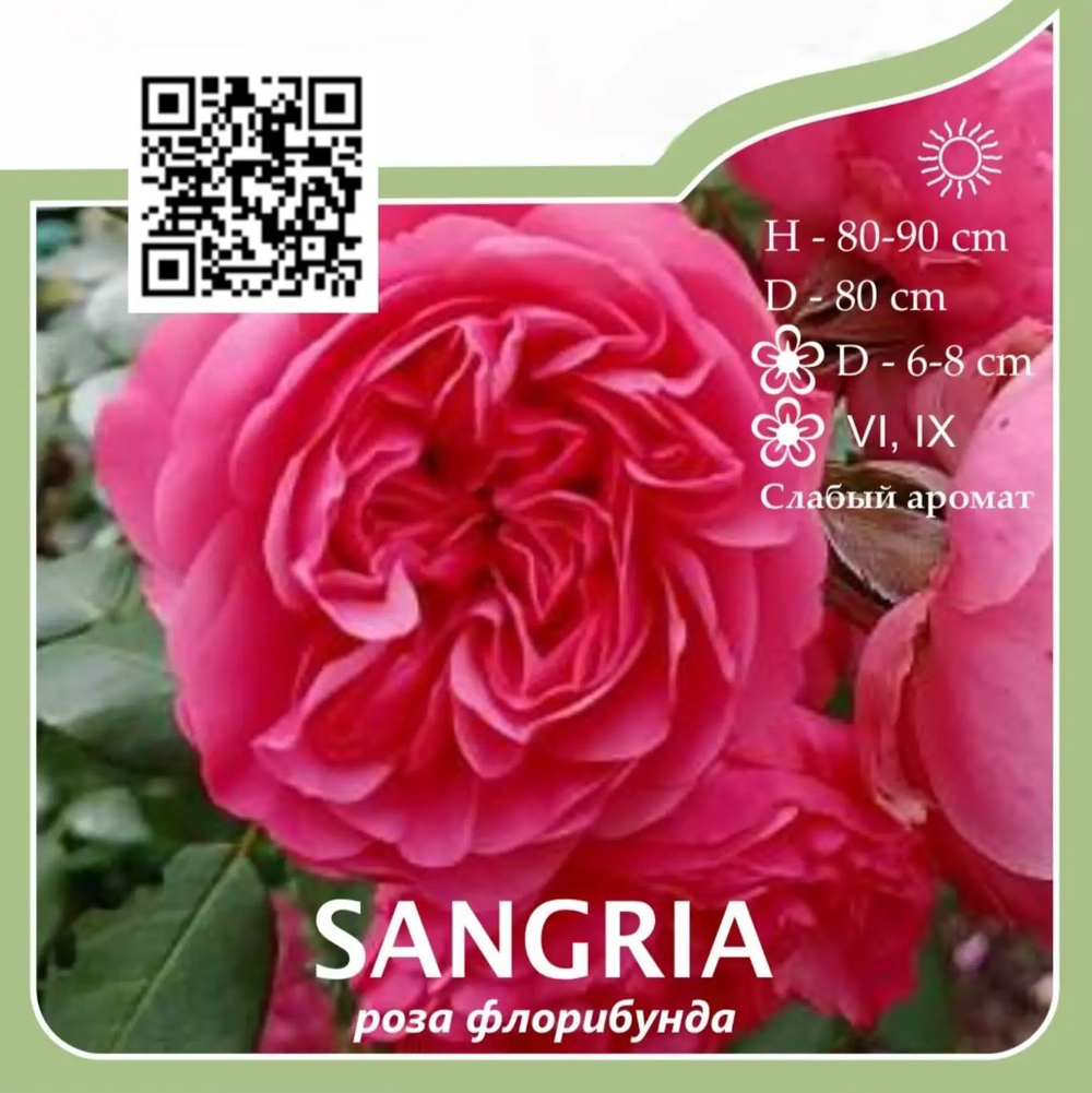 Роза флорибунда "Sangria"