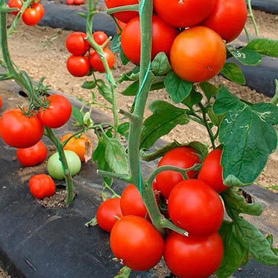 СЕЙРАН F1 семена томата Nunhems оптом – фото 4