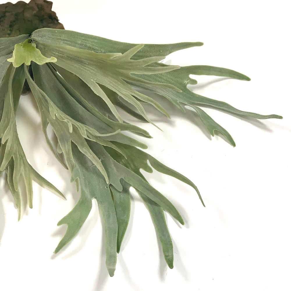 Платицериум 48 см