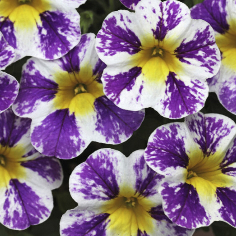 ЕВРО Calibrachoa CANDY SHOP GRAPE SPLASH IMPR ОКС укорененный черенок