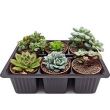 Набор суккулентов D5 №91256