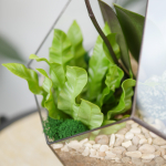 Готовый флорариум с лиловой орхидеей Капля L