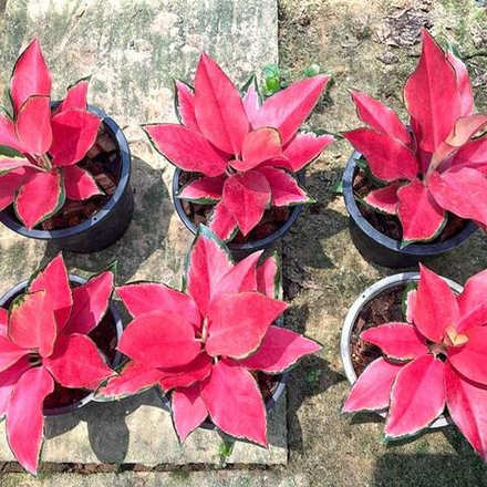 Аглаонема KU BARAMEE N2