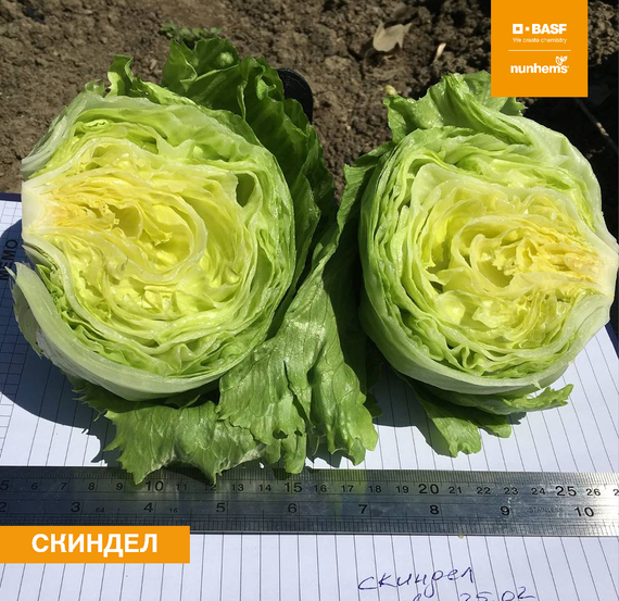 Скиндел семена салата айсберг (Nunhems / Нюнемс)