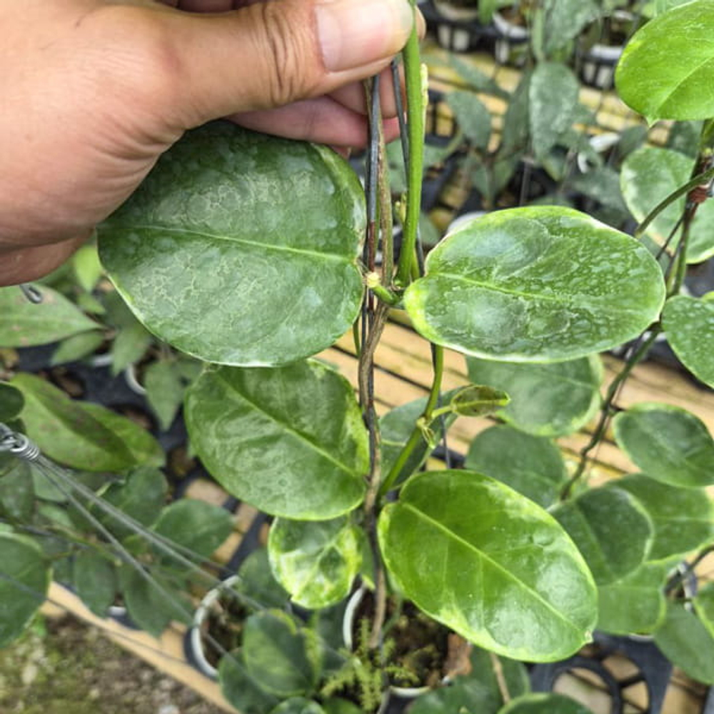 Хойя AUSTRALIS PERIDOT