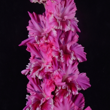 Гладиолус крупноцветковый Сарафанное Радио