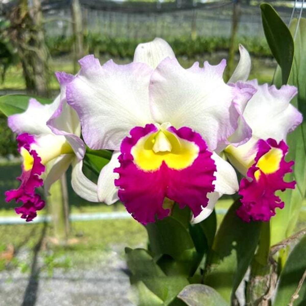 Орхидея ринхолелиокаттлея RLC. ANN JOY N2