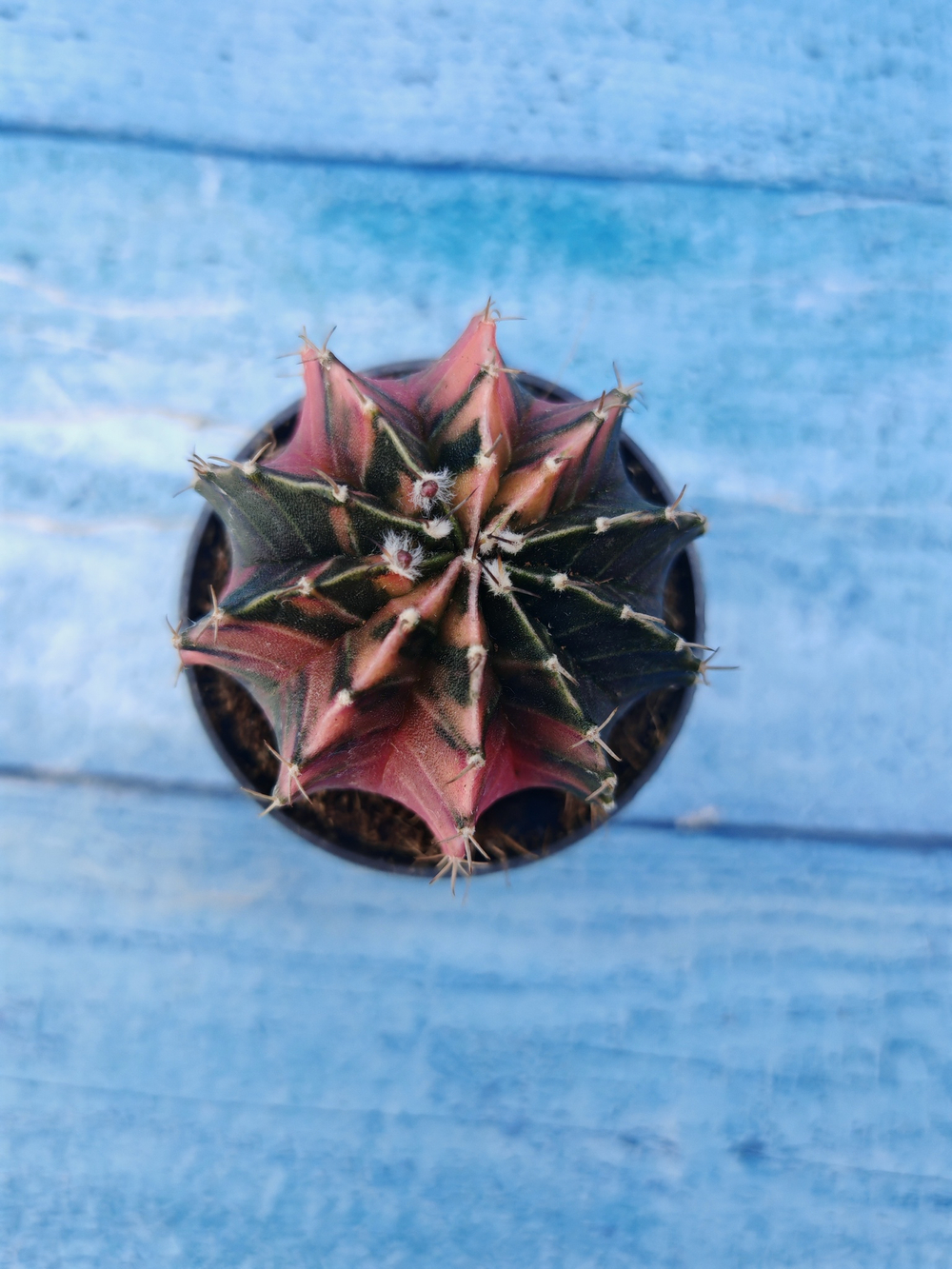 Gymnocalycium Variegata (Гимнокалициум Вариегатный)