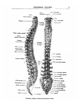 Manual of surgical anatomy | Коллектив авторов