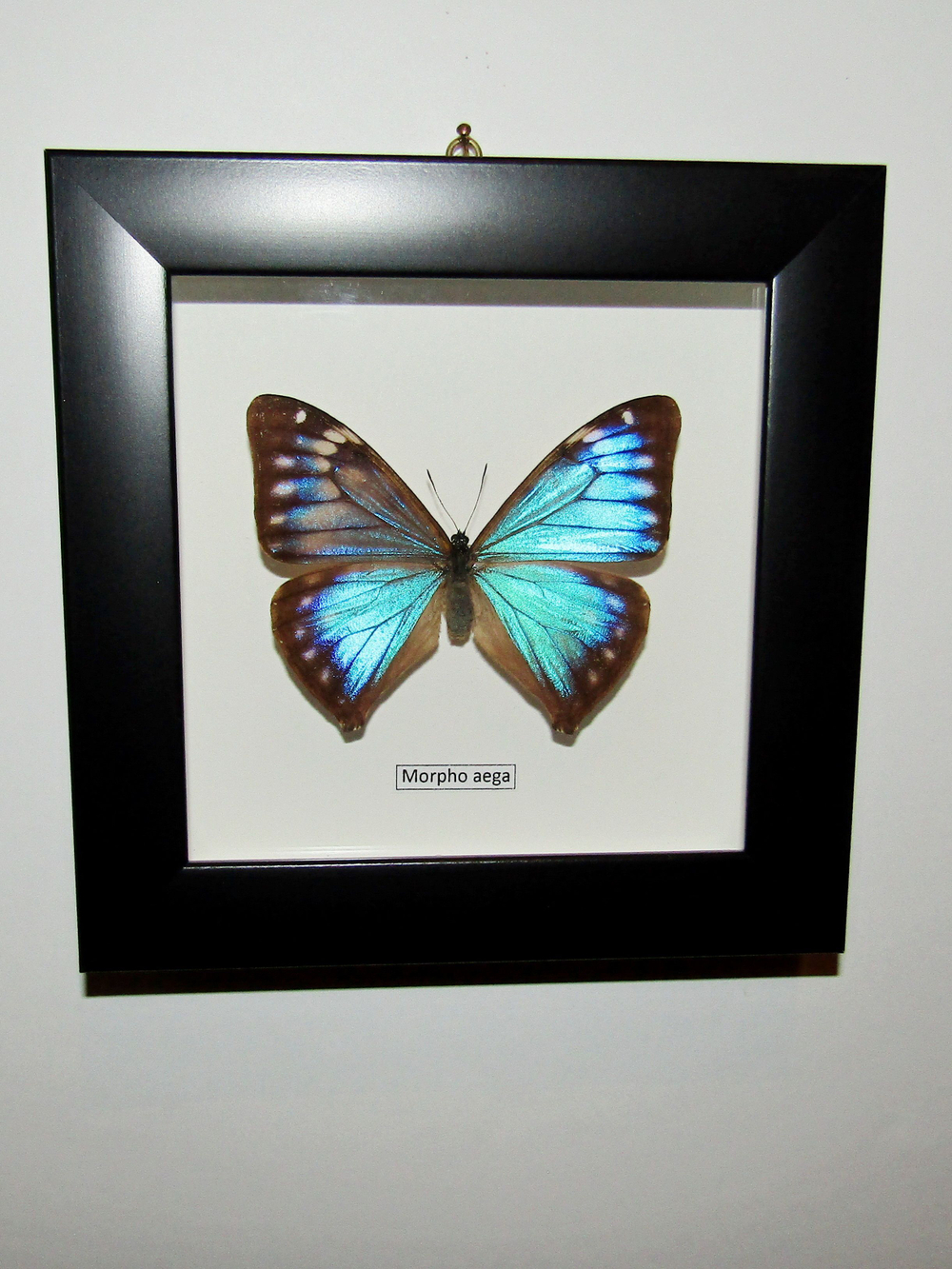 Бабочка Morpho aega самка в рамке