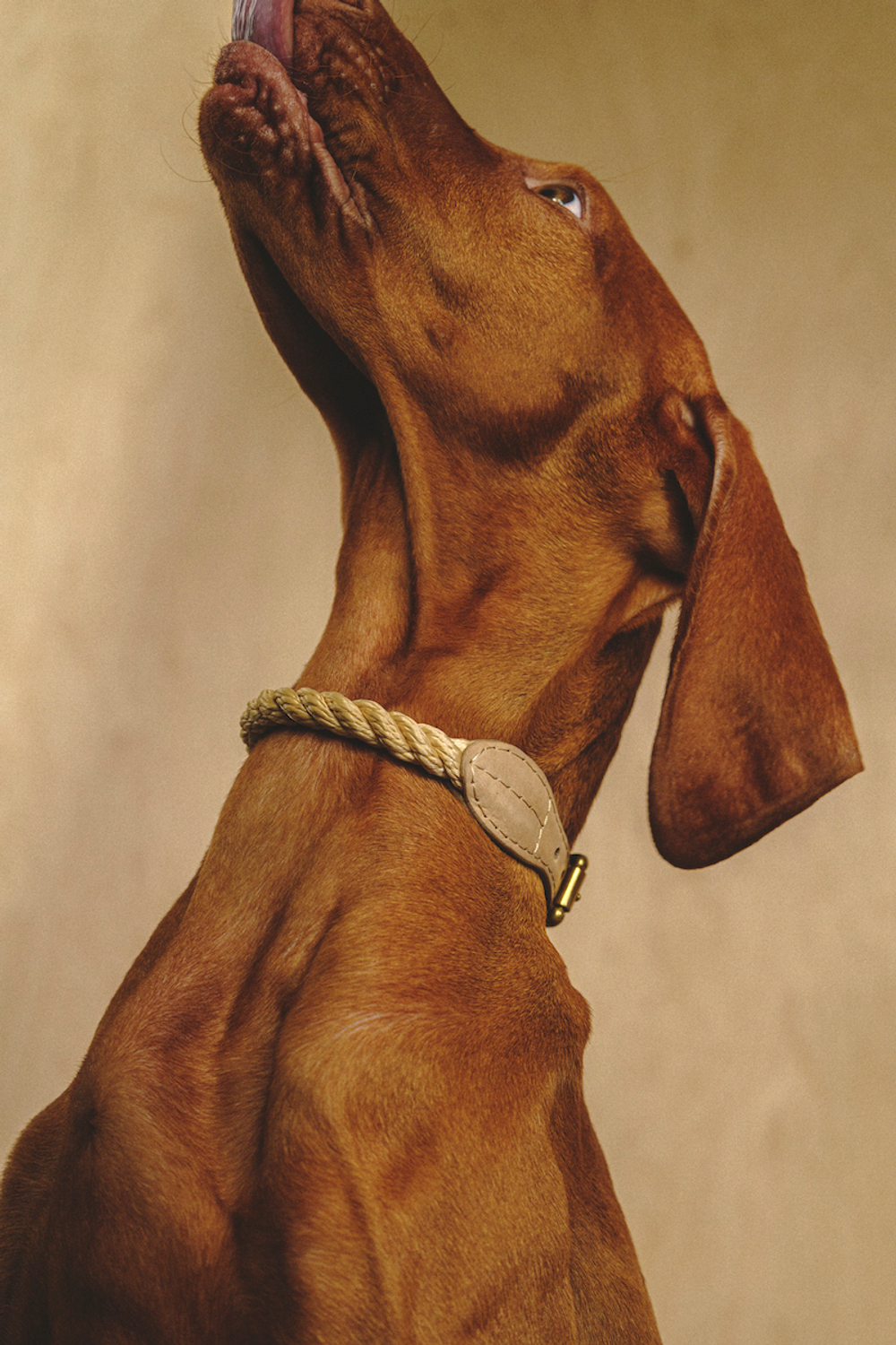 Ошейник "Кантри-Пони" Бежевый