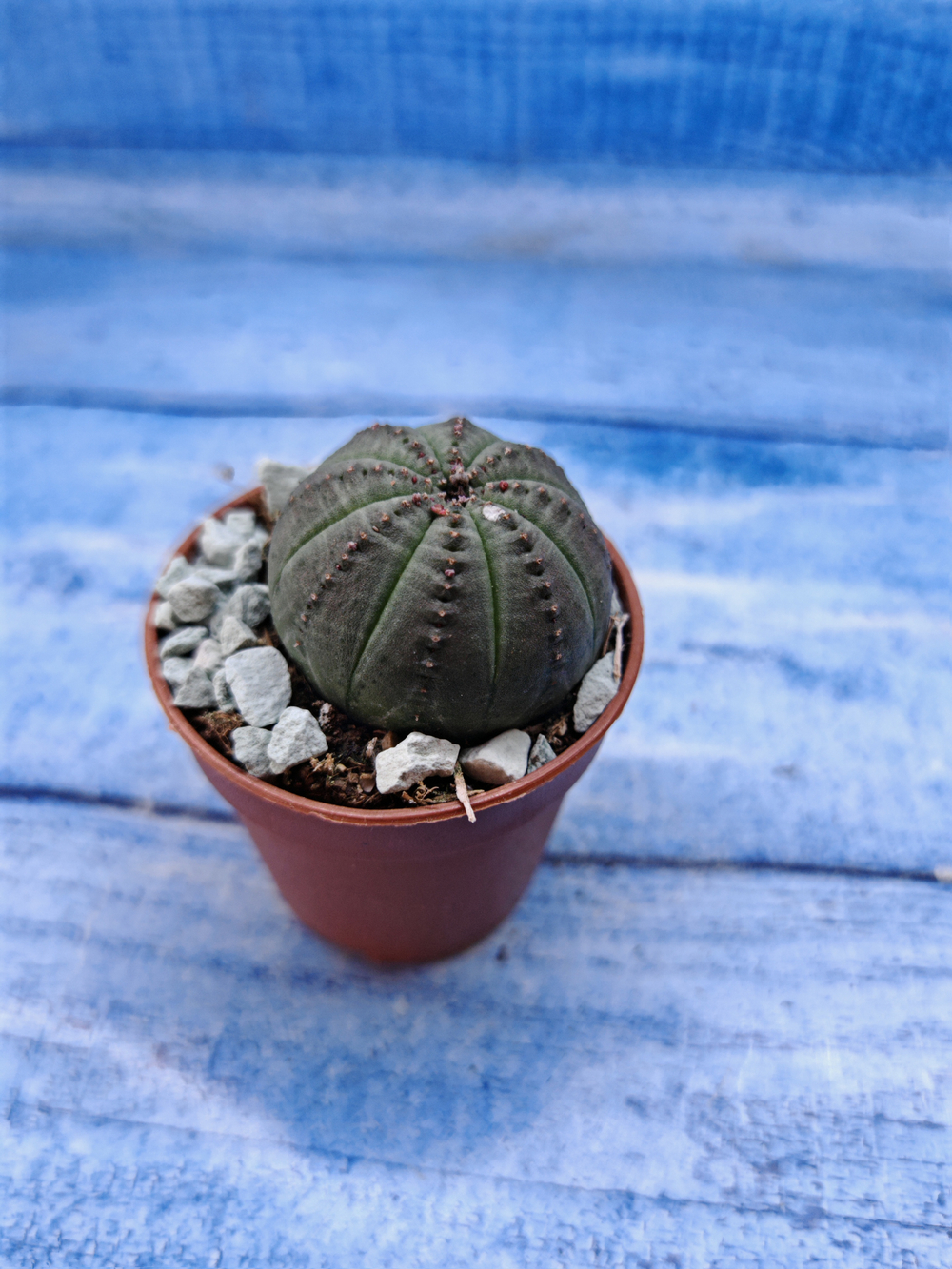 Euphorbia Obesa (Эуфорбия)