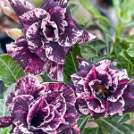 Адениум обесум ELON MASK