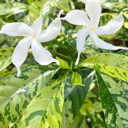 Табернемонтана ориенталис вар – Tabernaemontana orientalis var