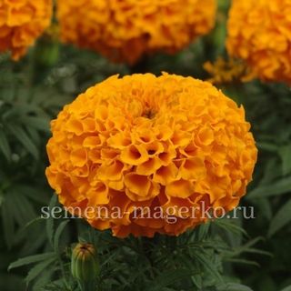 Бархатцы прямостоячие Антигуа Оранж  F1 100 семян