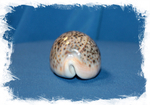 Ципрея Пантерина (Cypraea pantherina)
