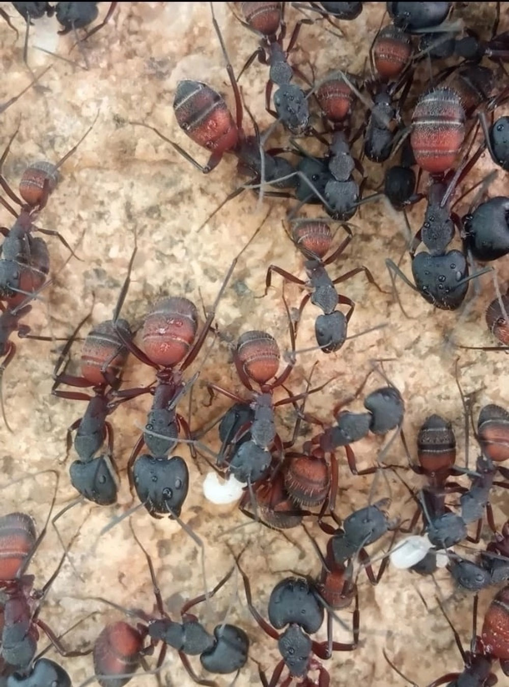 Муравьи Camponotus cruentatus (Крупные африканские муравьи)