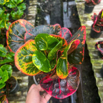 Кротон PHON ARUN