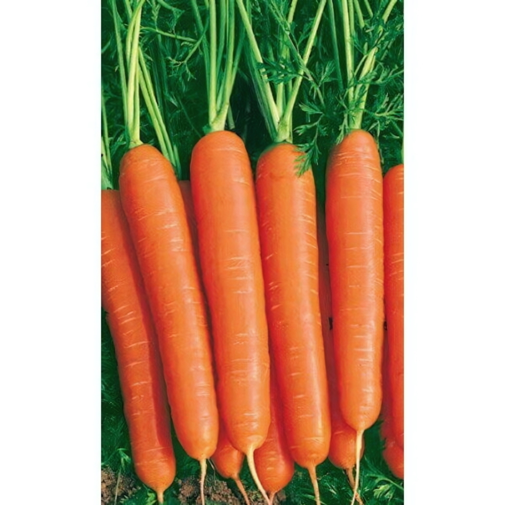 Семена Морковь Нантская красная (УД) Е/П