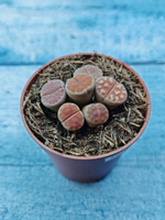 Lithops sp. (Литопсы)