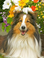 Картина по номерам 30х40см. "Радостная колли у цветов" 20цв. ( Арт. ХК-6618)