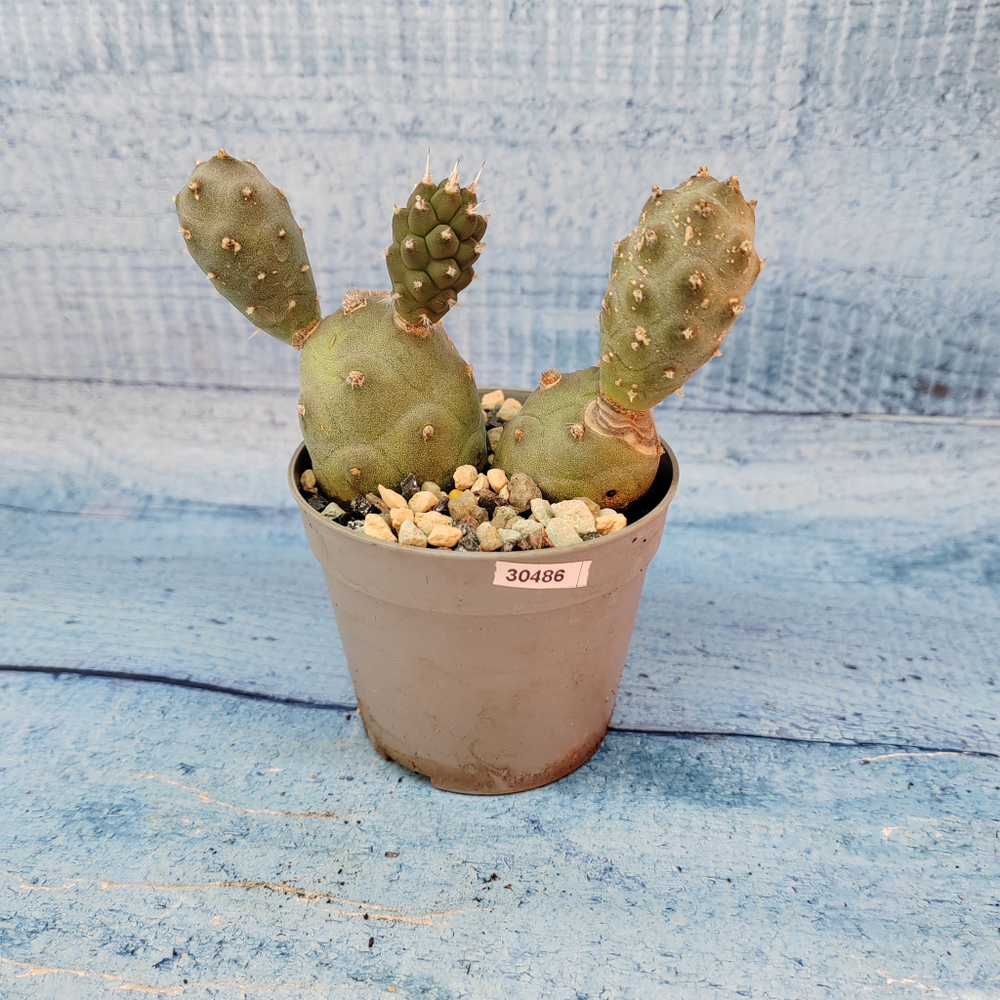 Tephrocactus Articulatus (Тефрокактус)