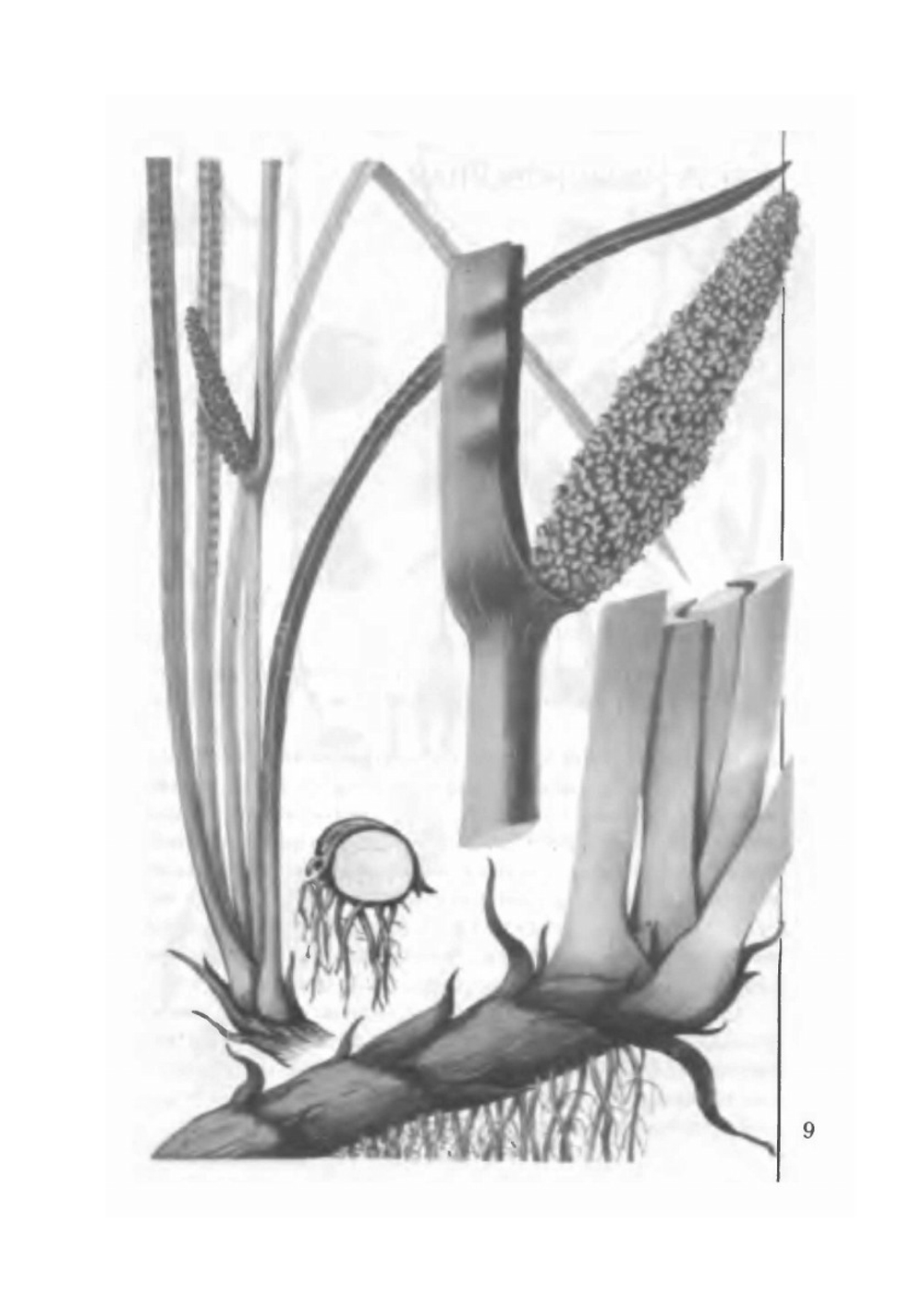 Юному сборщику лекарственных растений, грибов, дикорастущих плодов и ягод | И. Гурьева