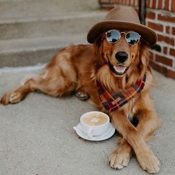 Dog-friendly этикет