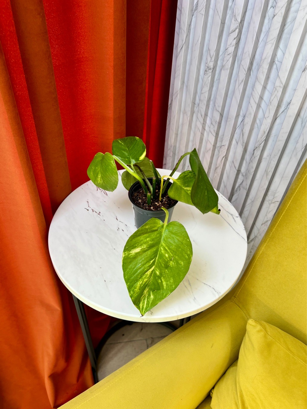 Эпипремнум Ауреа, D9см Н15см, 1шт, Urban Jungle (7143)