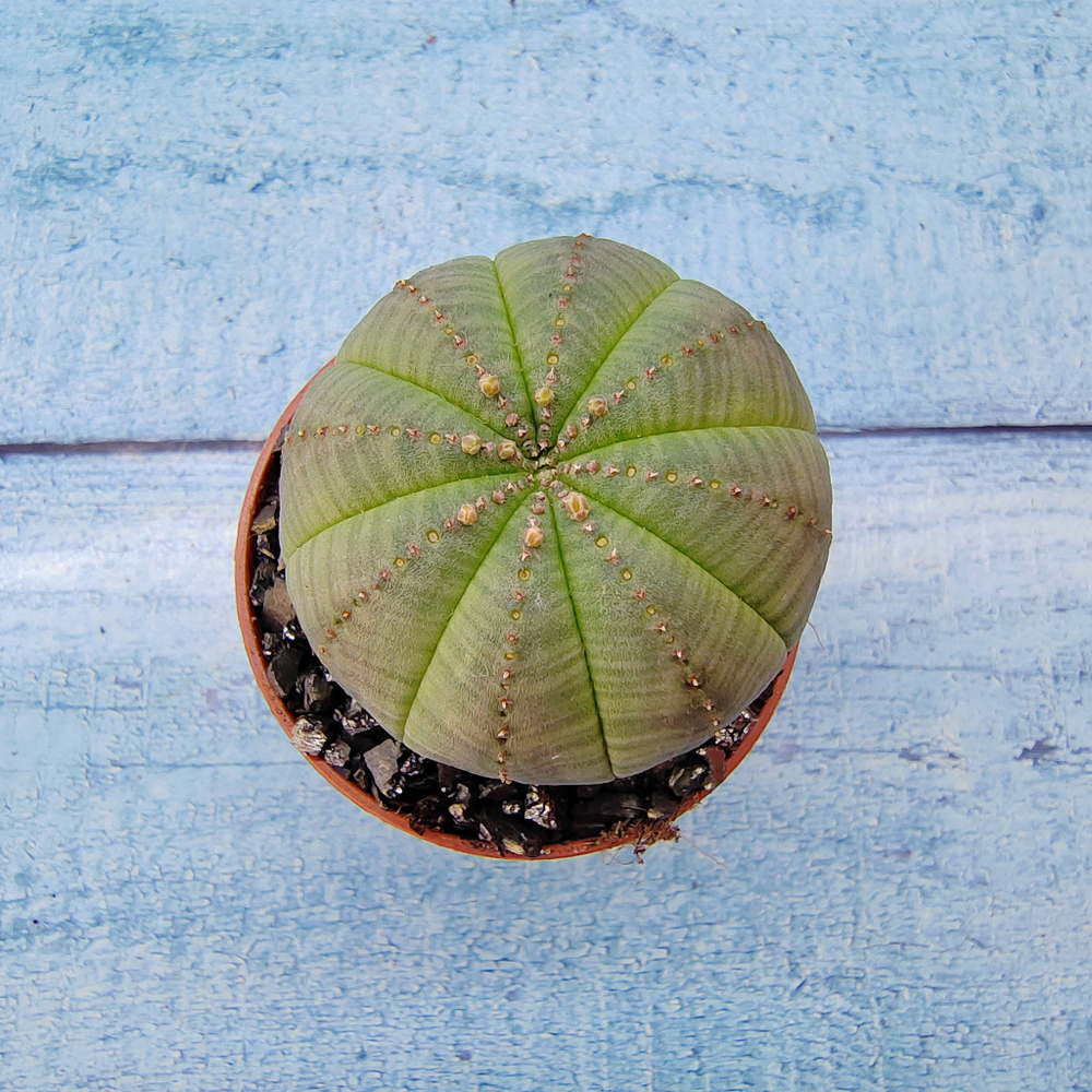 Euphoria Obesa (Эуфорбия)