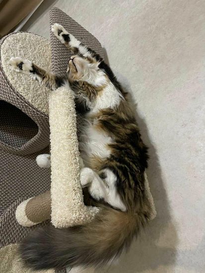 Домик когтеточка для кошки мейн-кун  КУН-18