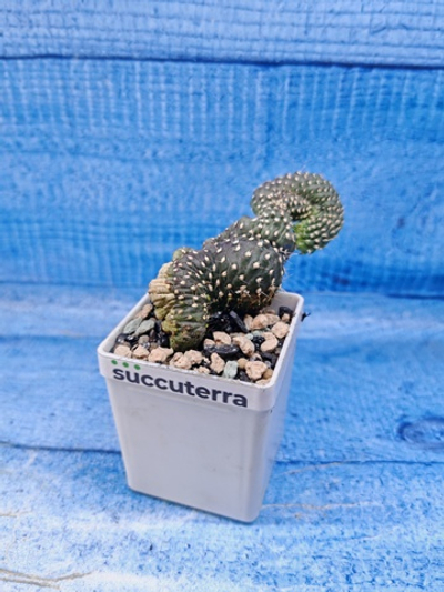 Opuntia Fulgida Cristata (Опунция)