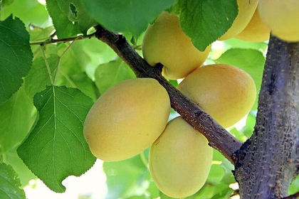 Абрикос Шалах