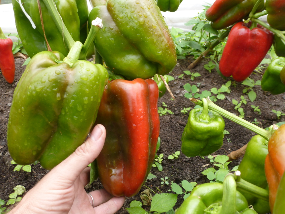 Перец Сладкий Гигантский — Big Bertha - Большая Берта