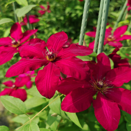 Клематис гибридный Солидарность