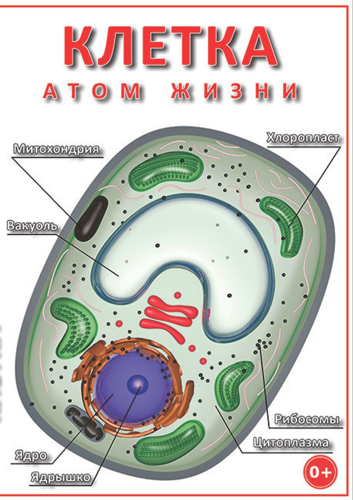 Учебный фильм Биология. Клетка — атом жизни