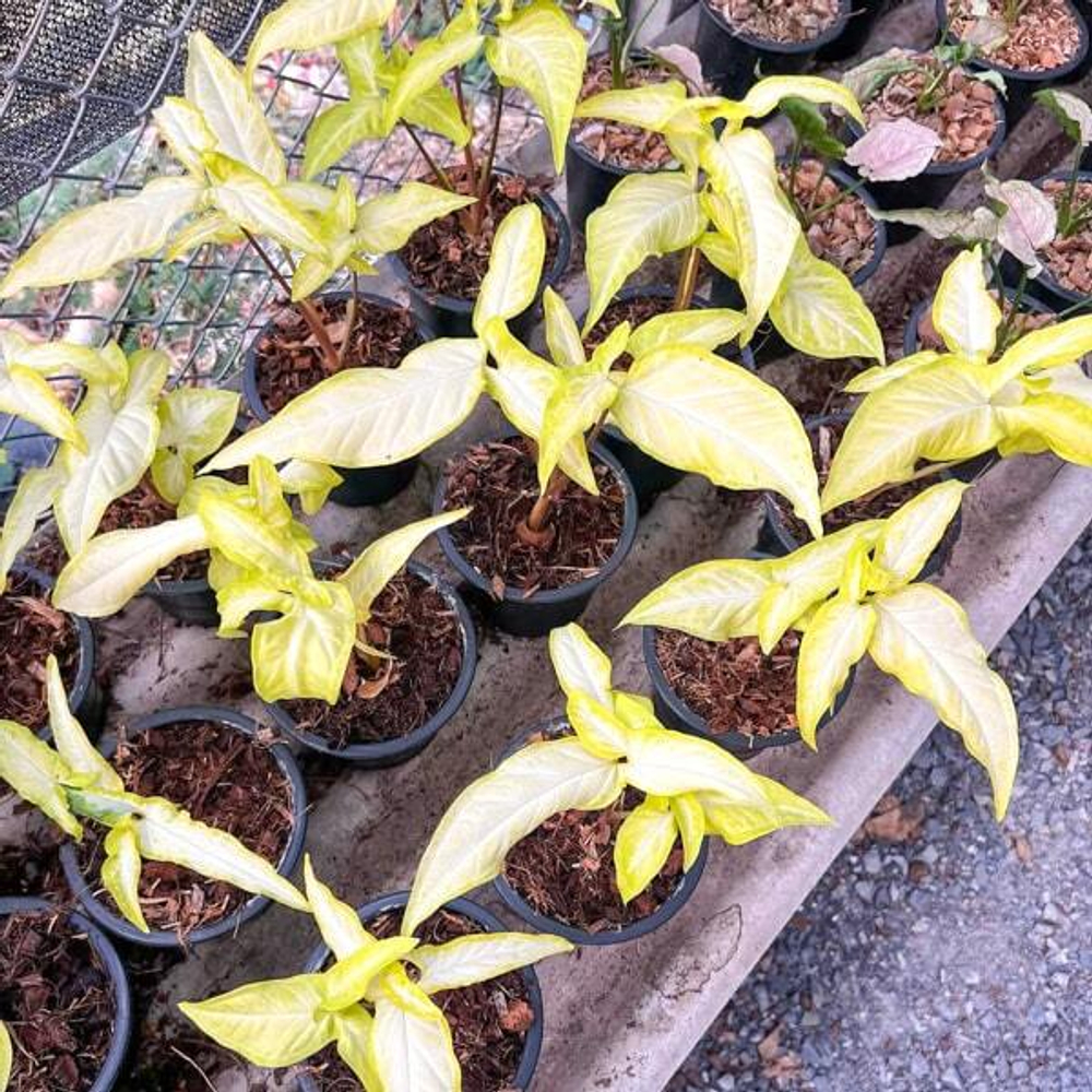 Сингониум ANGUSTATUM LEMON LIME