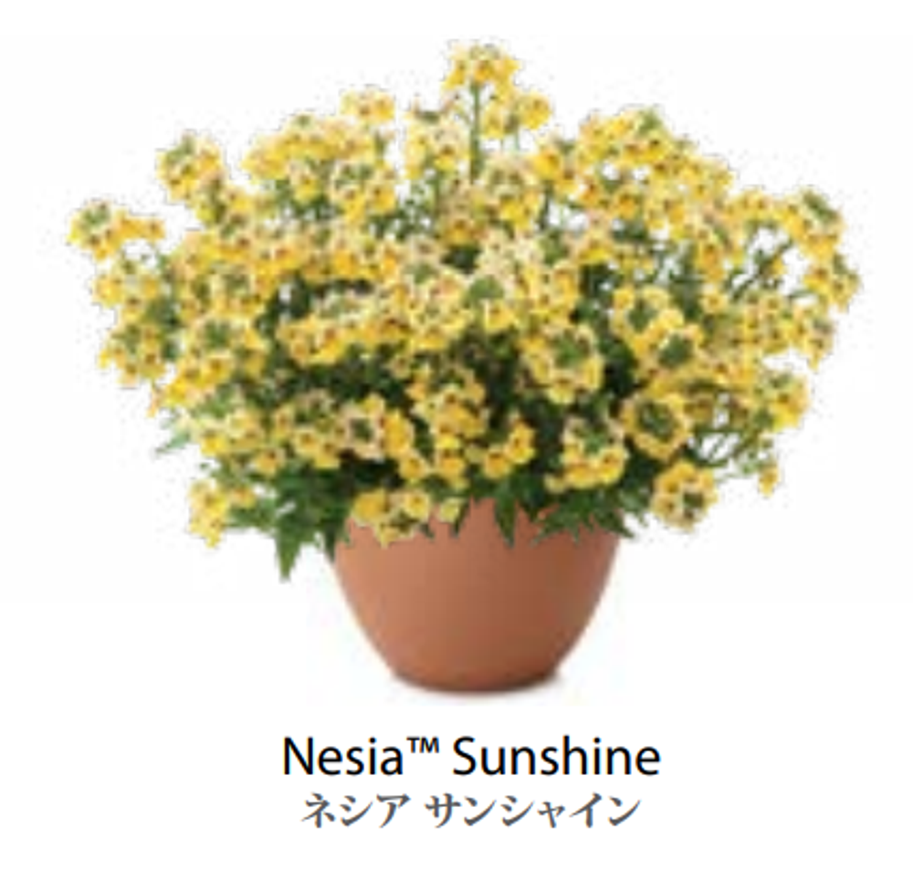 ЕВРО Немезия Nesia Sunshine укорененный ЕВРО черенок НАЧАЛО ЯНВАРЯ поставка 5