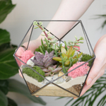 Готовый флорариум с суккулентами Икос S