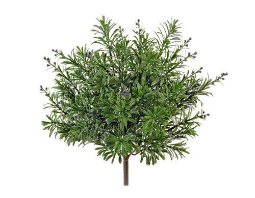 Кроссостефиум (Миллер) зелёный куст с фиолет.завязями в-27,д-27 см 6/60 20.5933PU