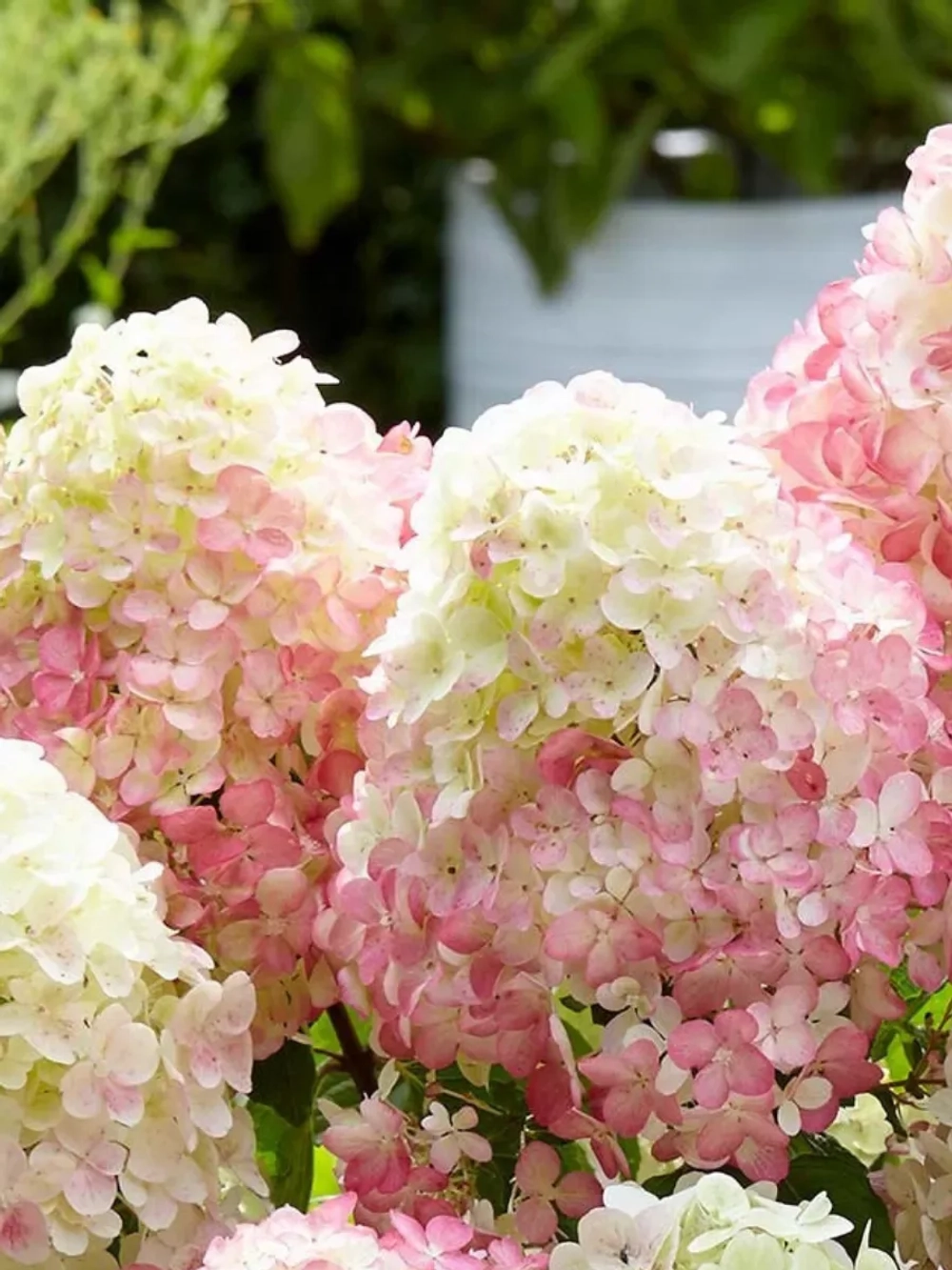 Саммер Лав (Summer Love)