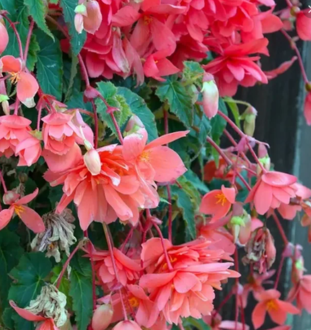 Бегония клубневая Пендула Пинк март-апрель 26