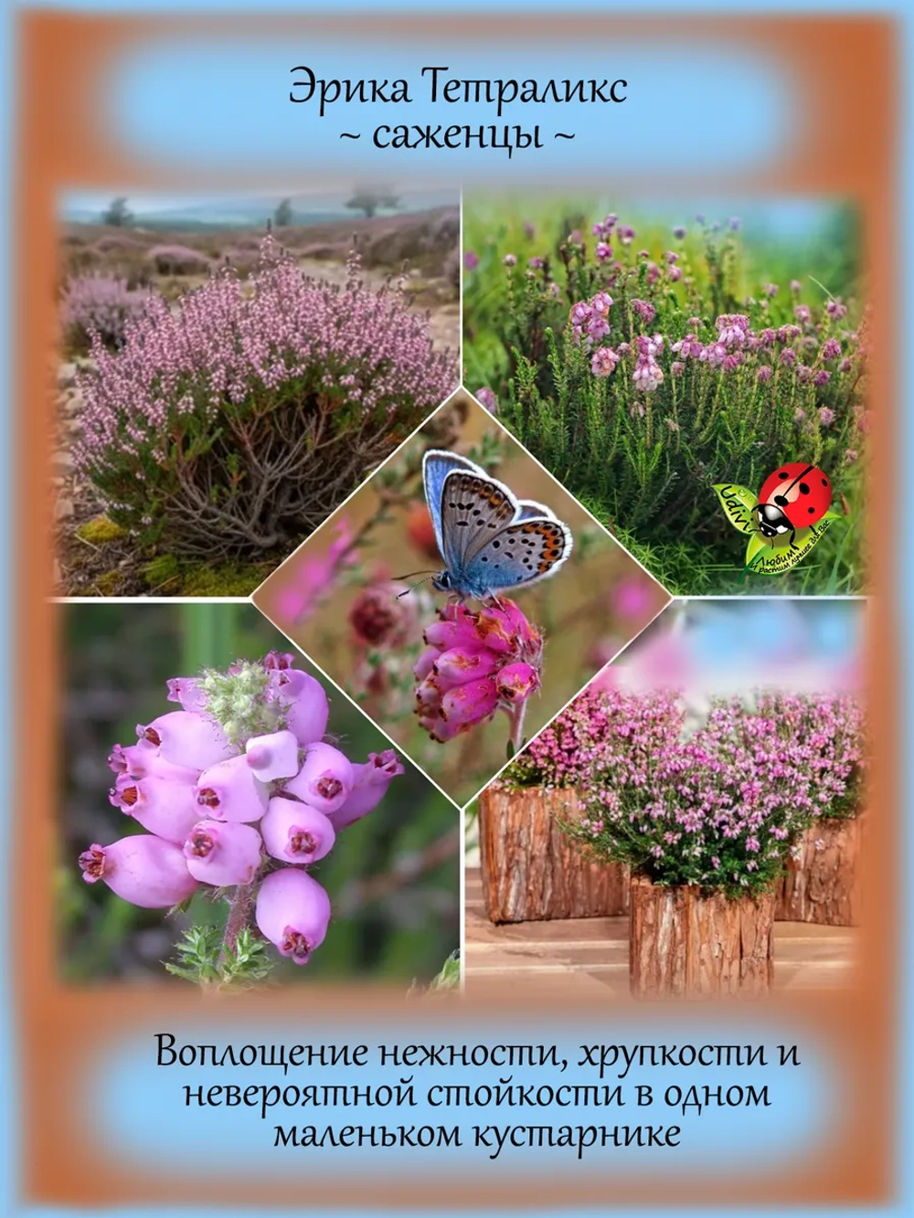 Эрика Тетраликс